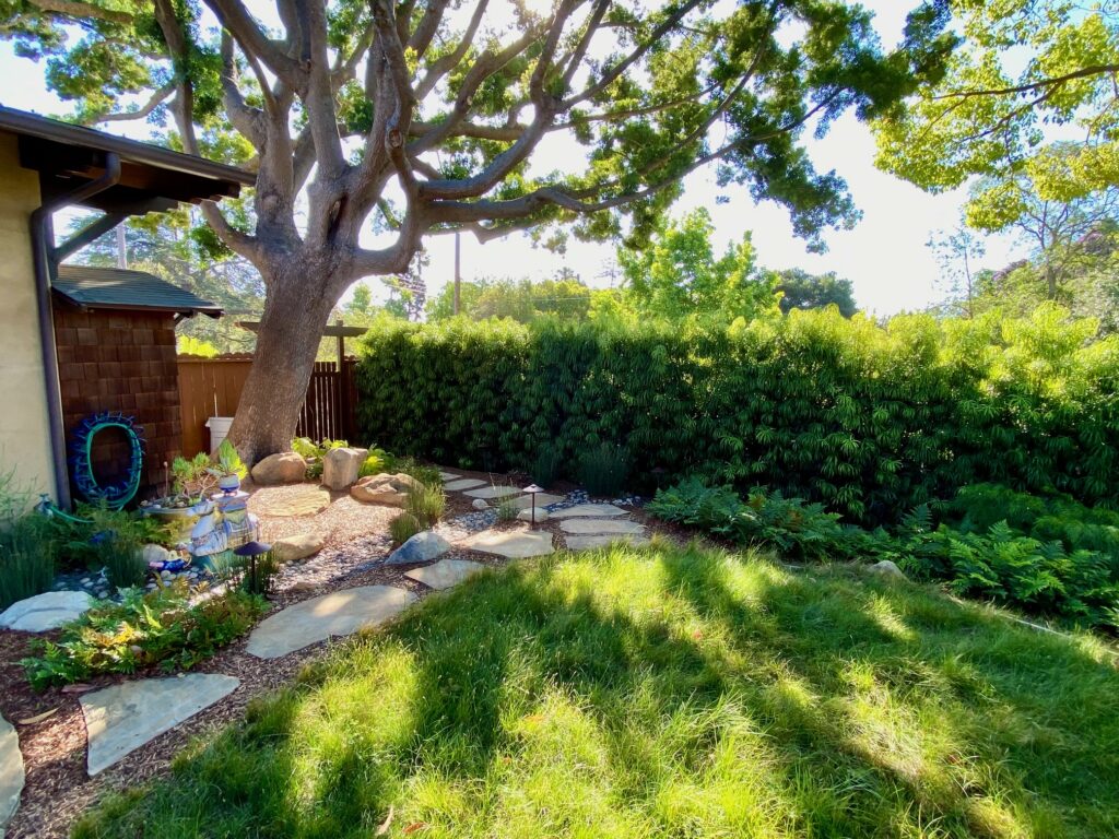 Backyard Carex lawn