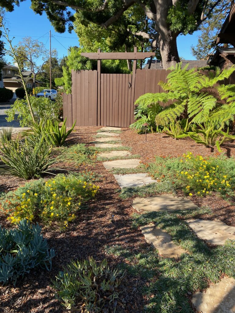 Dymondia growing well between pavers